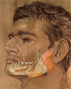 Fig. 45 A - Glândulas Salivares